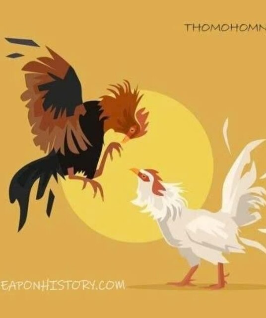 avatar ĐÁ GÀ TRỰC TIẾP 